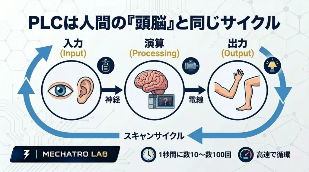 PLCの仕組みを人間の体に例えて「入力(目・耳)」「演算(脳・PLC)」「出力(手・足)」の高速スキャンサイクルで表した図解